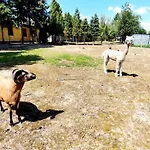 Eko Na Wierzynka & Park Pinokia 3* Groß Salze
